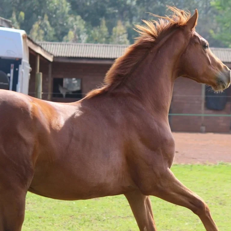 Young horse in perfect condition