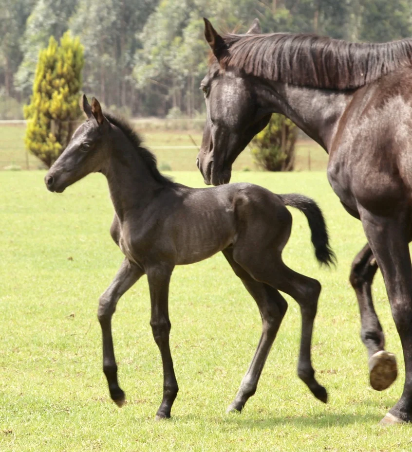 Foal out in the paddock