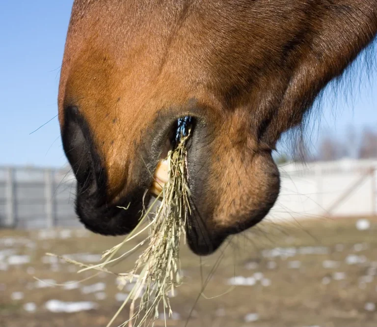Horse eating hay