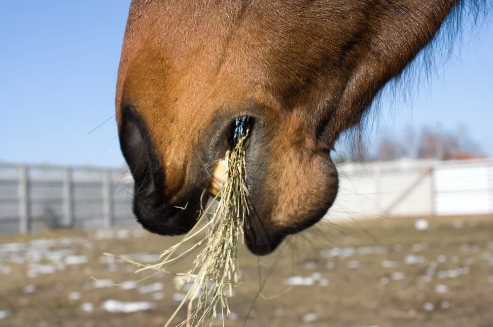 Horse eating hay
