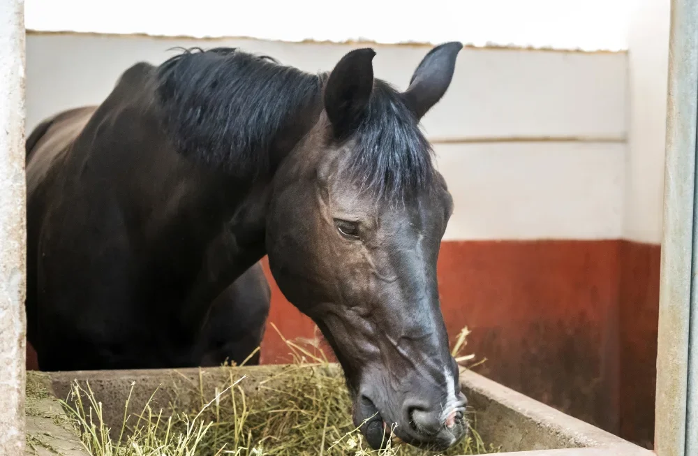 Horse eating soaked feed from a wide, shallow container
