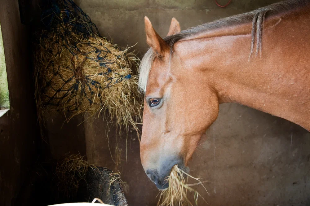 Horse eating soaked hay from a haynet
