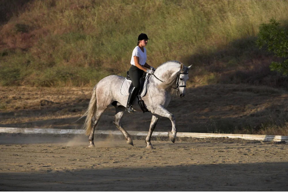 Horse mid-stride at trot