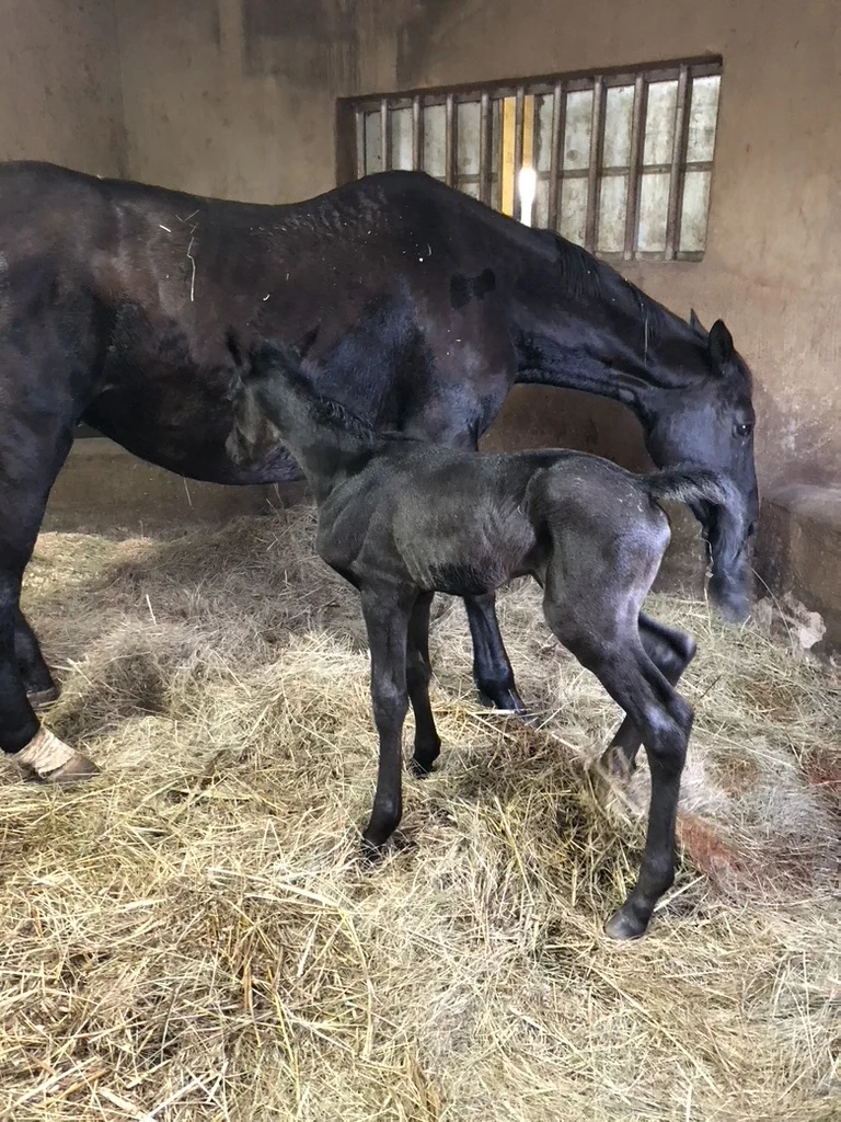 Newborn foal