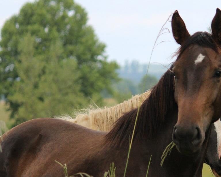 Decoding Horse Emotions: Insights into Horse Behavior