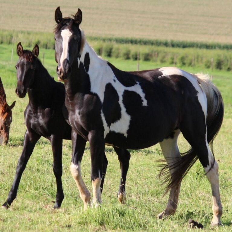Best Practices and Guidelines for Responsible Horse Breeding