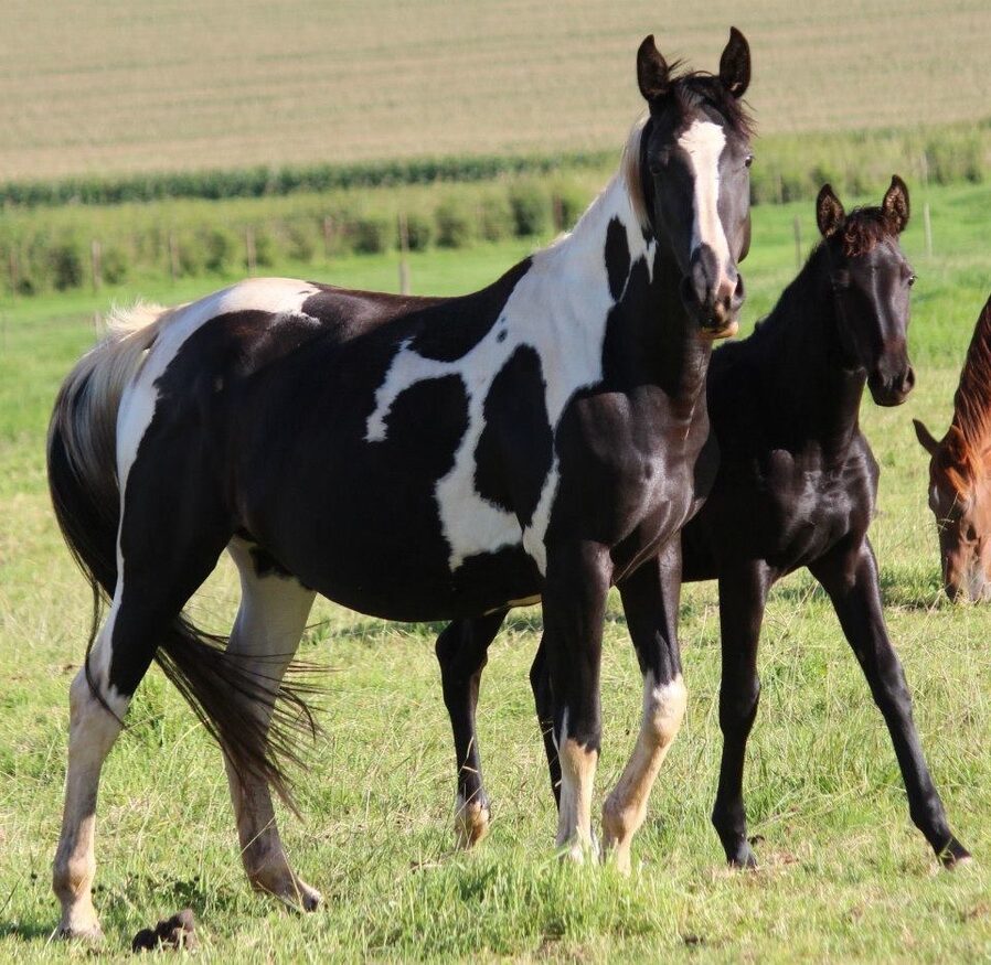 Responsible horse breeding