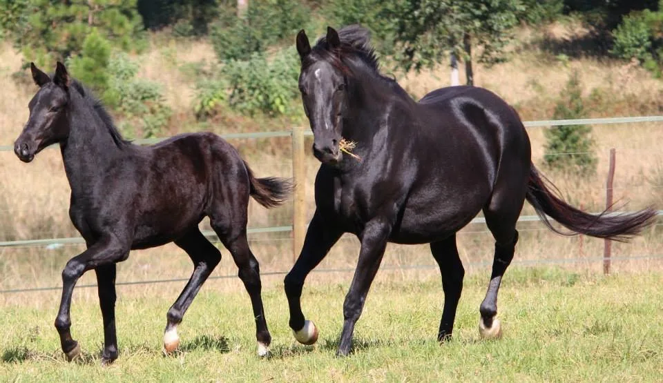 Fire and Frisco, mare and foal