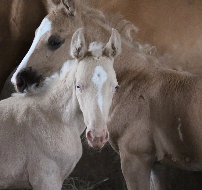 Double the Joy: Unveiling the Extraordinary World of Horse Twins