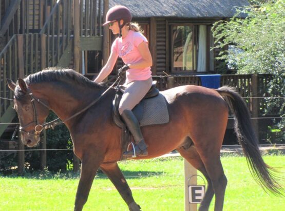 Choosing a stallion
