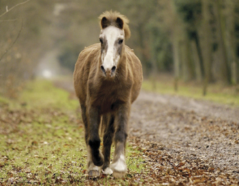 Older horse with Cushing's