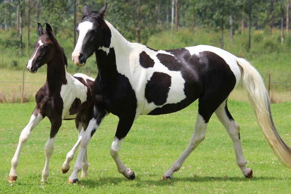 Mare and foal — From Decision to Breed to Healthy Foal ebook by Jenni B