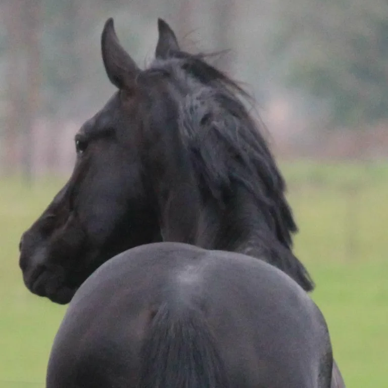 Understanding Equine Viral Arteritis (EVA) in Stallions: Risks, Management, and Prevention