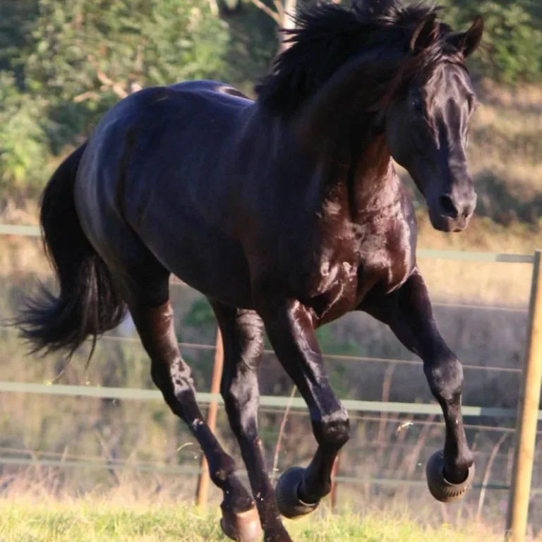 Beyond Beauty: The Science of Evaluating Stallions for Successful Breeding