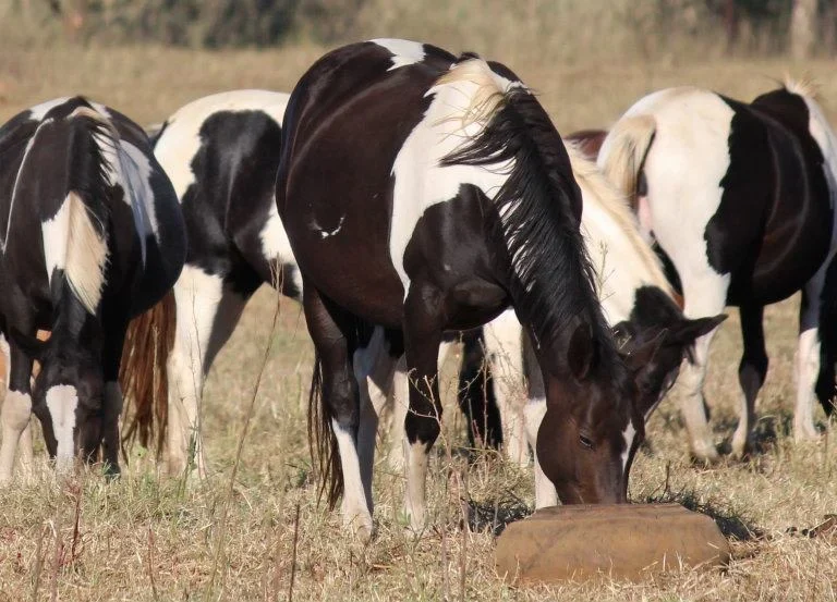 Horse nutrition