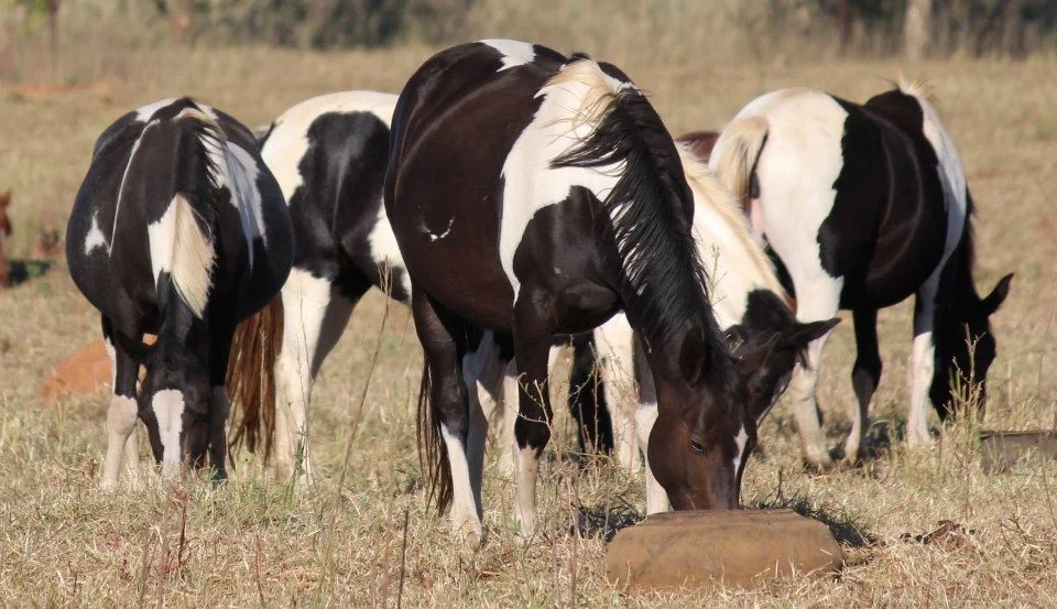 Horse nutrition