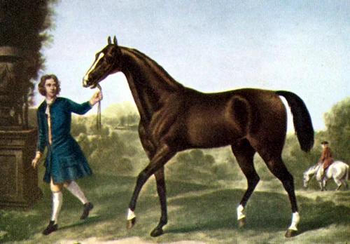 Arabian horse in motion showing its athletic build