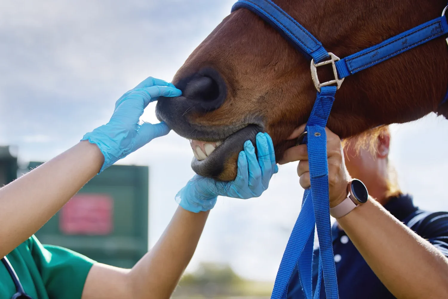 Dental Check