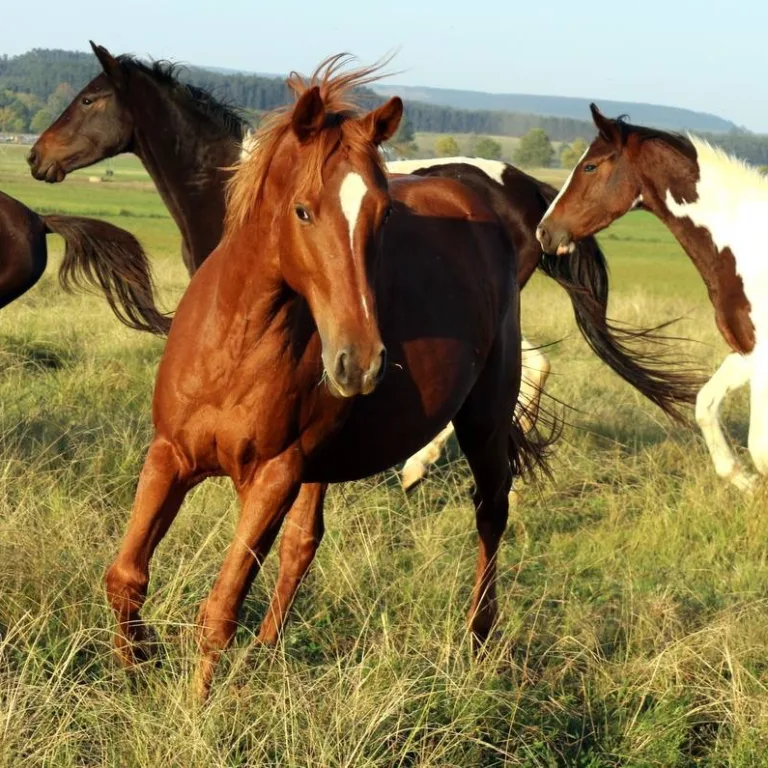 Equine Bonds: Exploring the Social Dynamics Among Horses