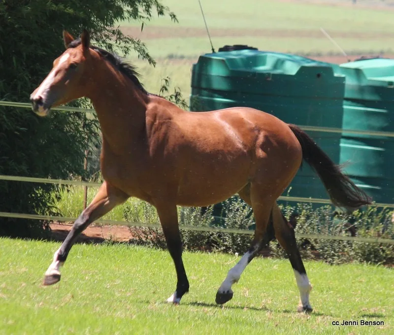 Vaccinations for your mare before foaling