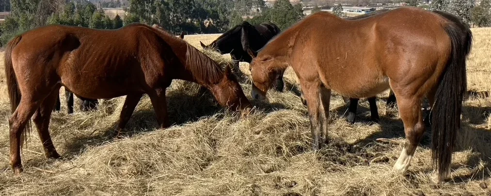 No Pastures in winter