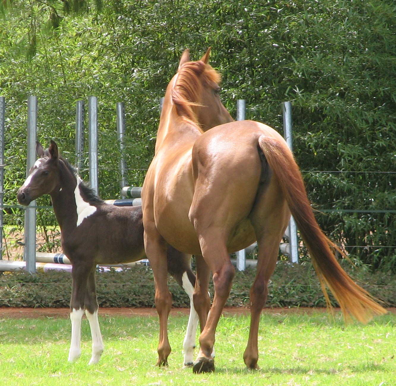 Choose the ideal mare to breed your dream foal.
