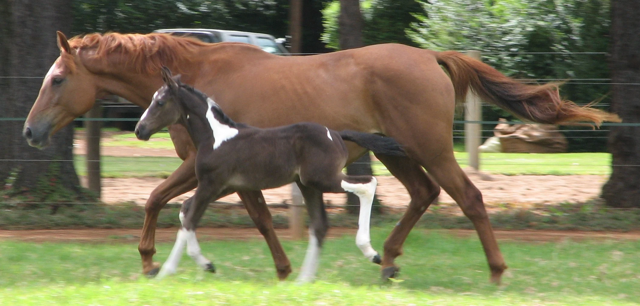 The Many Wonders of Horses: 21 Facts That Will Amaze You - 4theloveofhorses