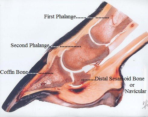 Structure of horses hoof