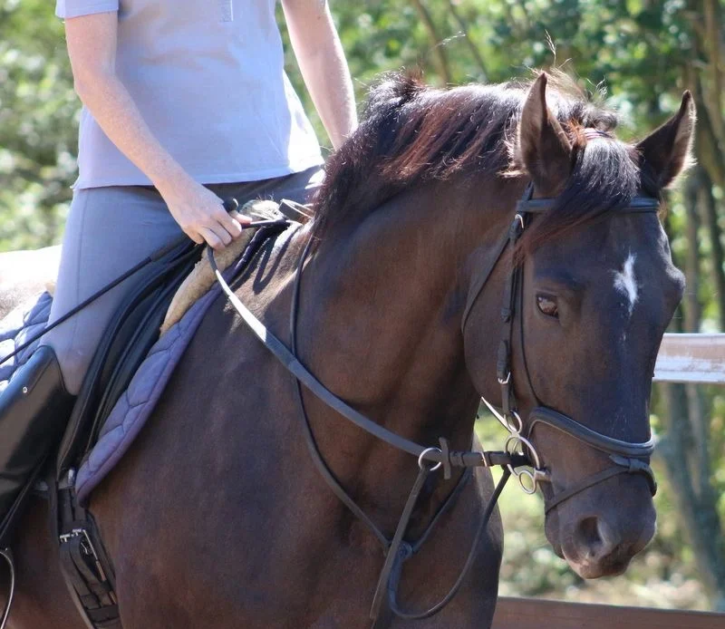 Blue being ridden