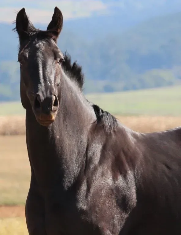 Mastering the Language of Horses: Unlocking The Secrets Of Equine Communication