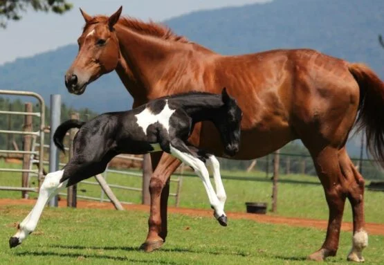 Newborn Foal Checklist
