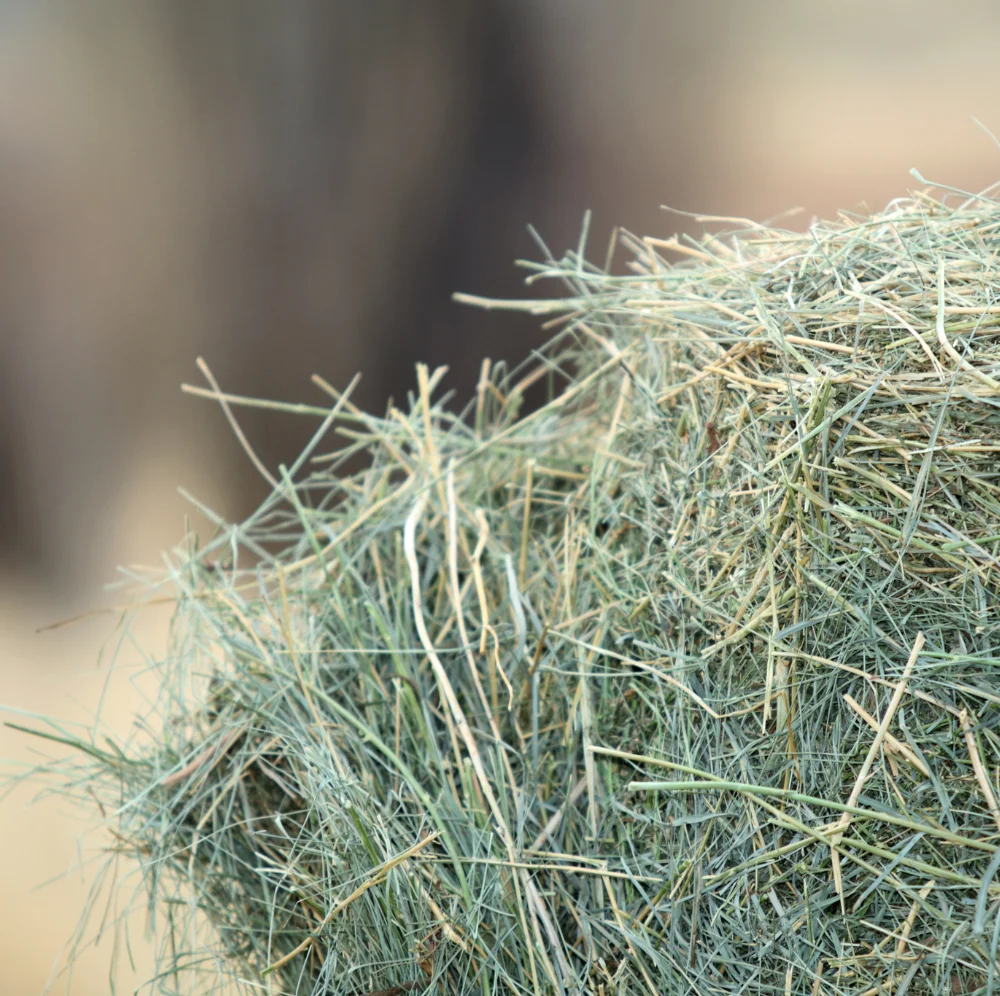 Horse eating quality hay — common feeding mistakes to avoid