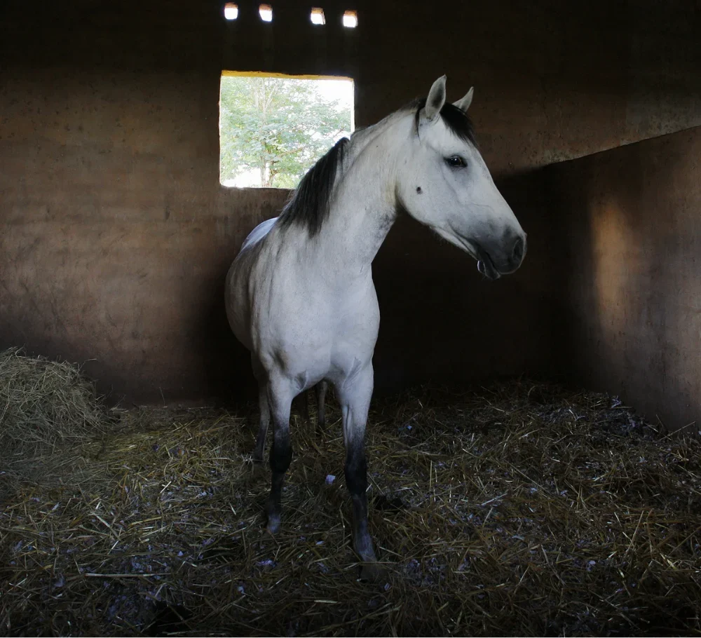 Horse in an individual stable or isolation paddock