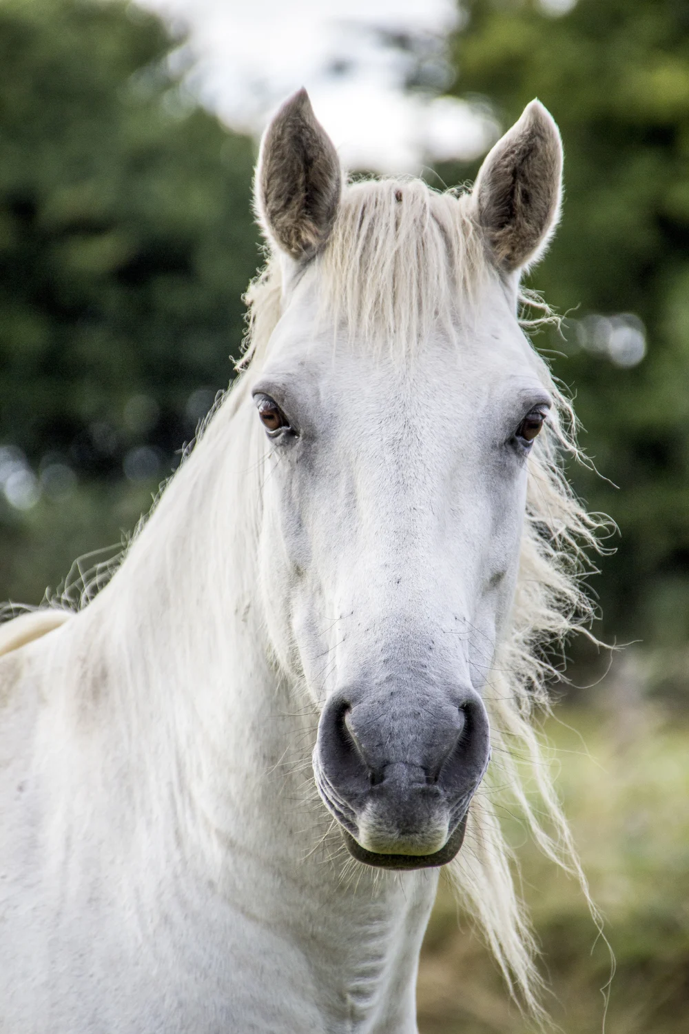 Horse's head and neck, alert expression