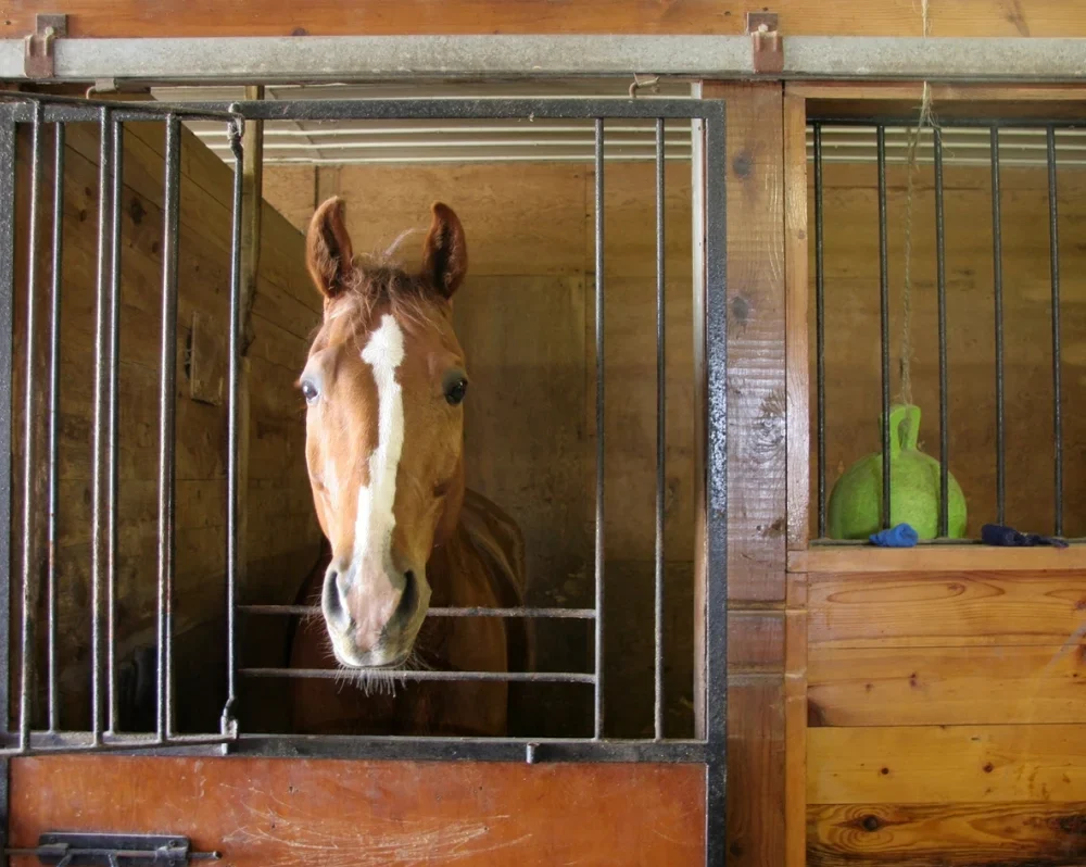 Horse in an isolated stable or paddock