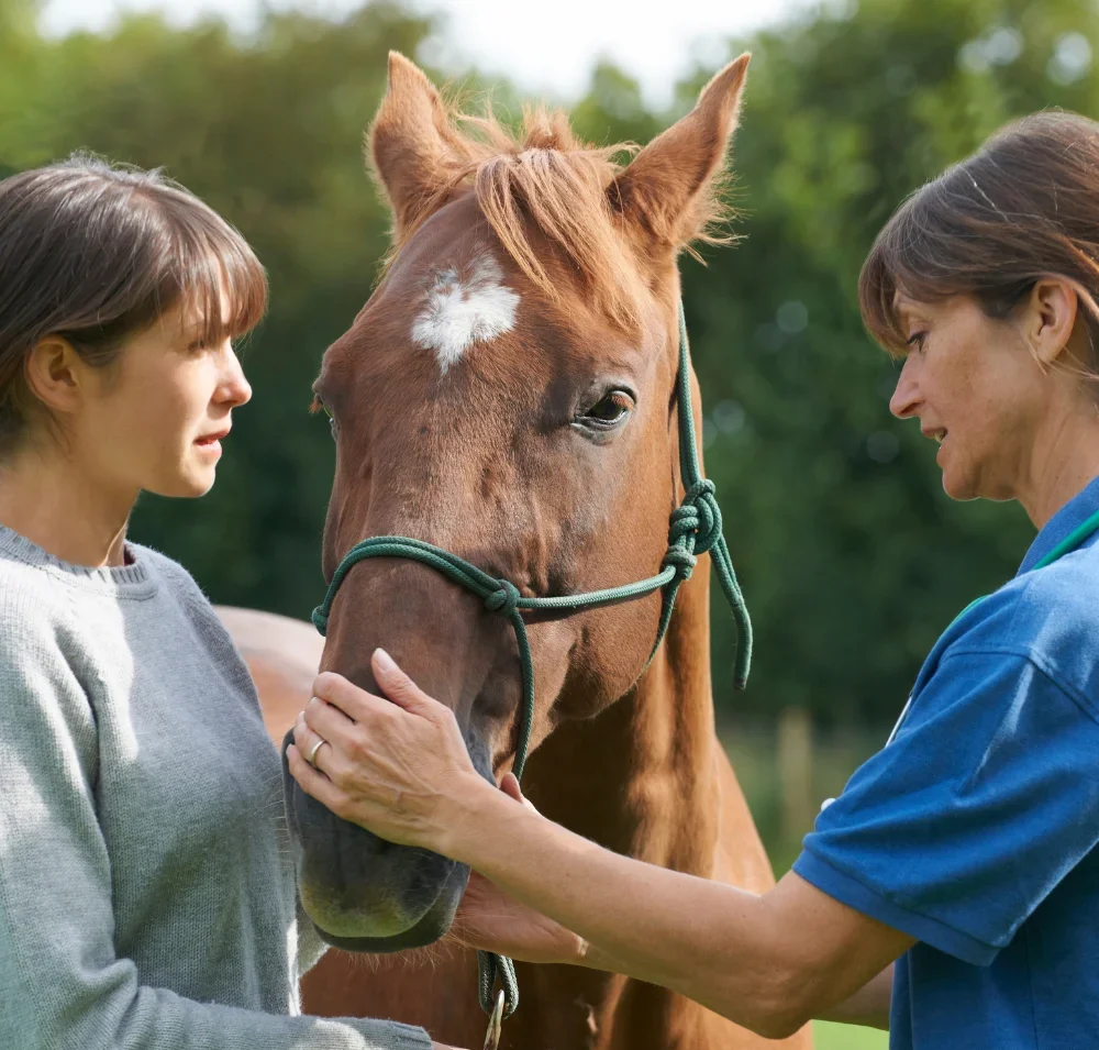 Vet examining a horse's throat/jaw area
