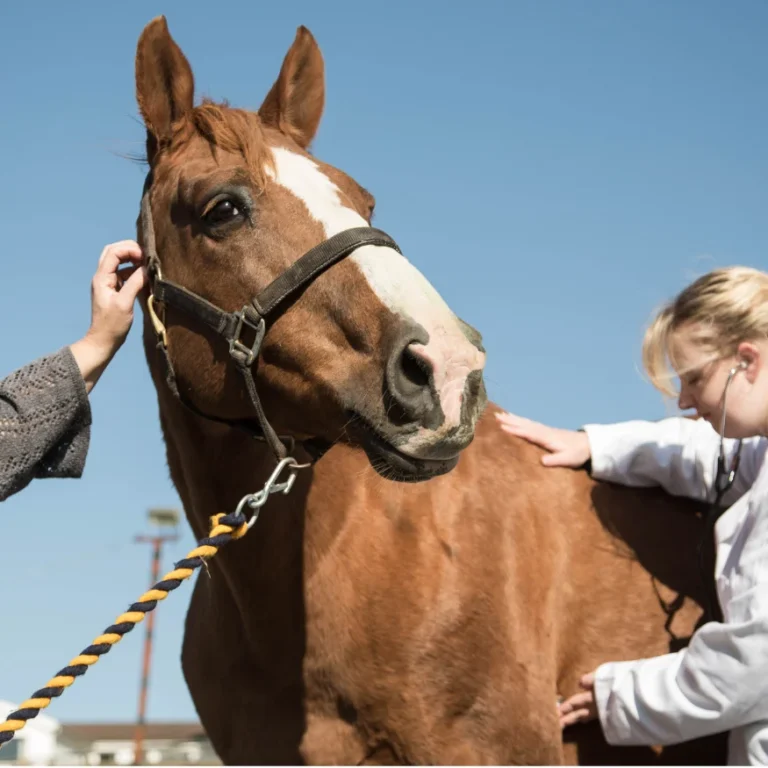 Vet chekcing horse