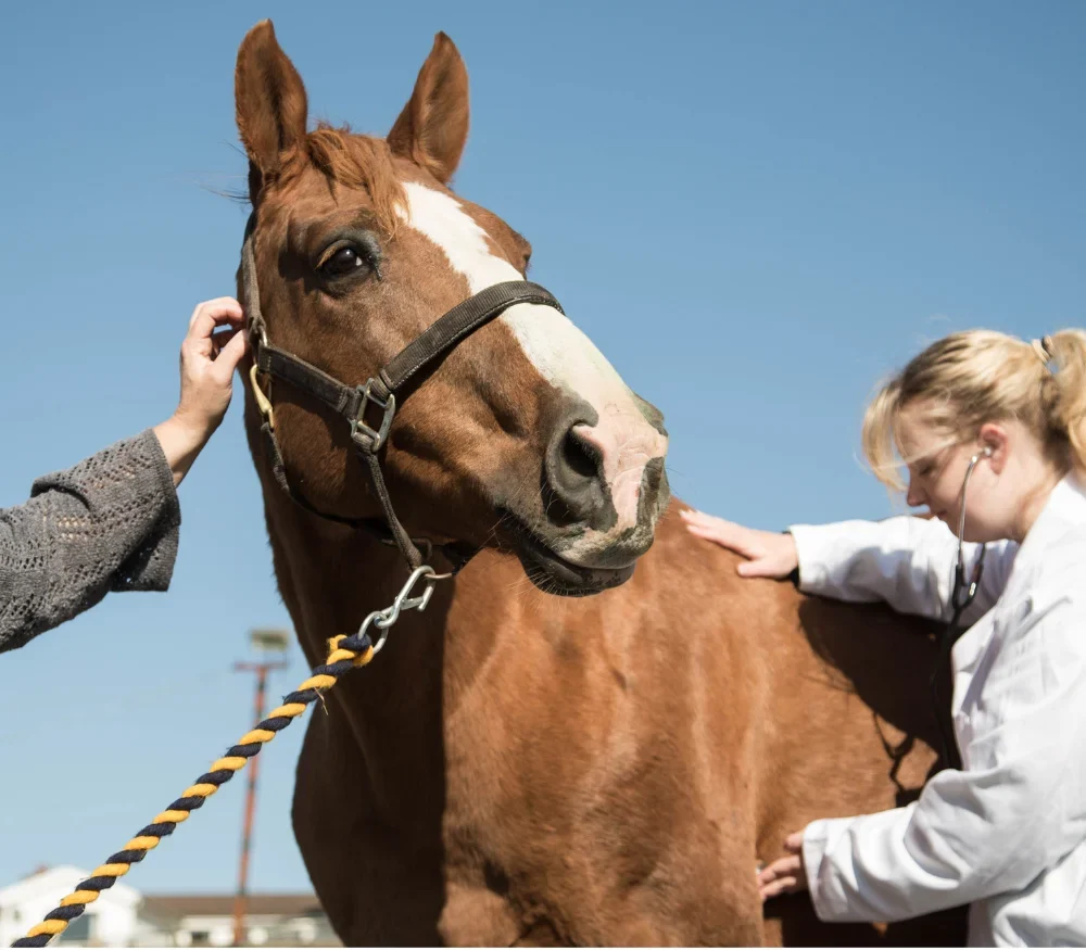 Vet chekcing horse