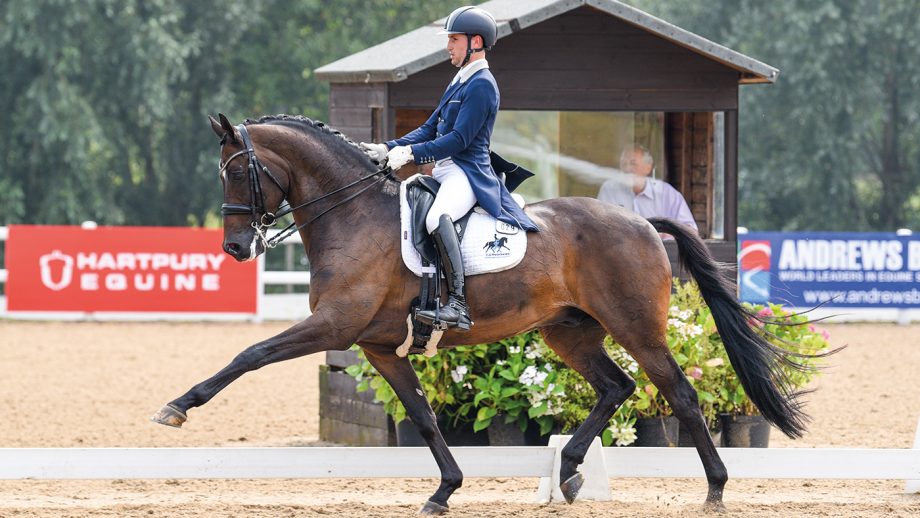 Dressage extended trot