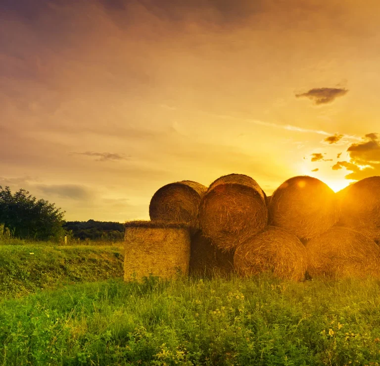 How to Read a UK Hay Analysis Report