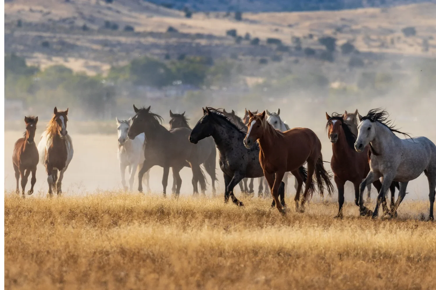 Horse herd