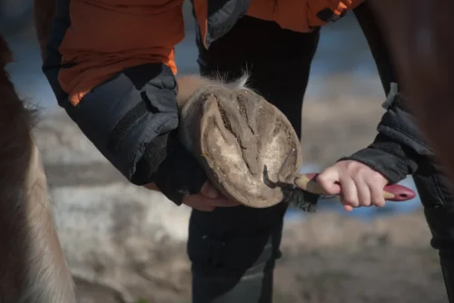 Hoof care — picking out hooves is a daily essential for horse owners