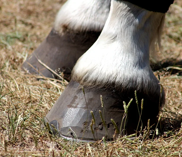 Hoof