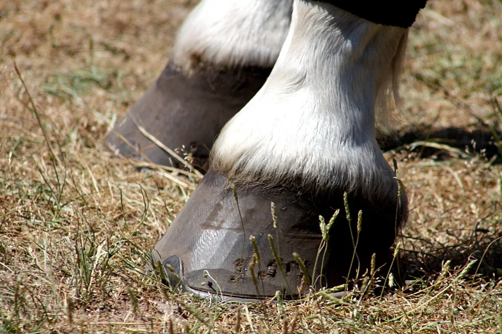 Hoof