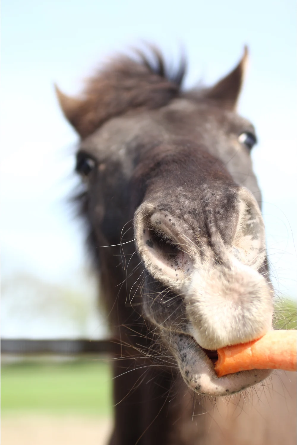 Horse eating its feed