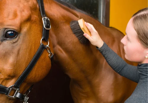 Horse being groomed — daily grooming is an essential part of horse care