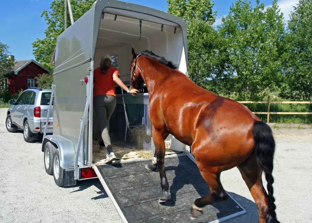 Horse resting quietly in a stable
