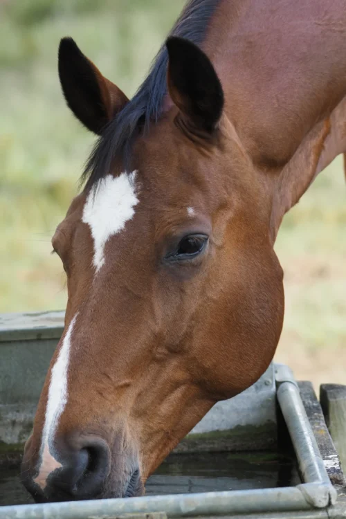 Horse drinking from a trough — new horse owner's guide