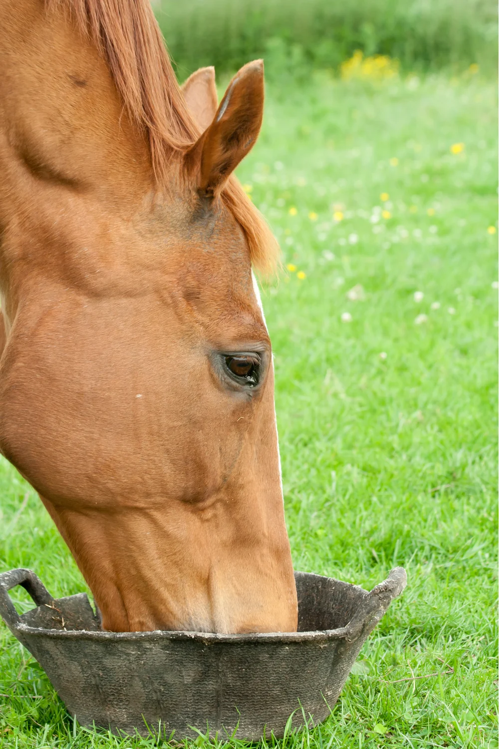 Horse eating from a feed bucket