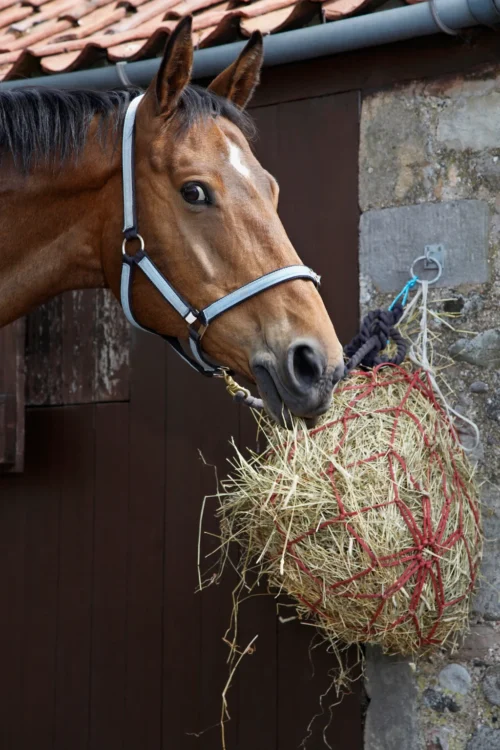 Horse eating hay — forage is the foundation of a horse's diet